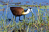 Jacana