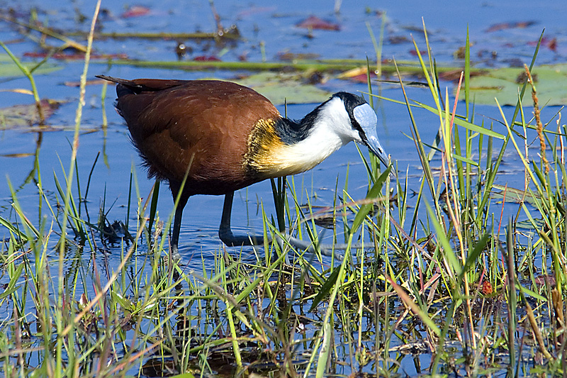 Jacana