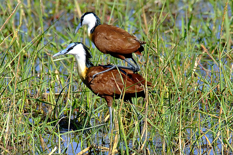 Jacana