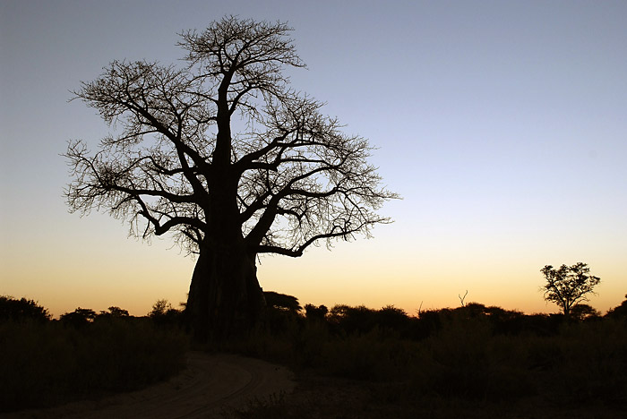 Baobab