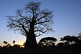 Baobab