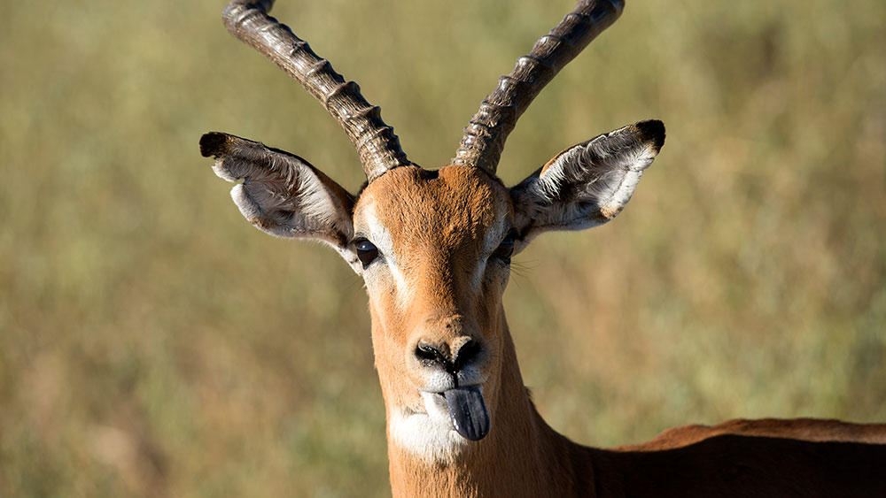 Impala