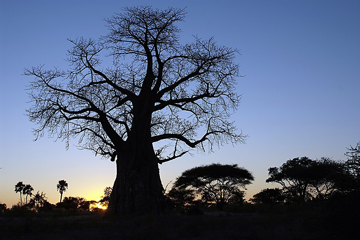 Baobab