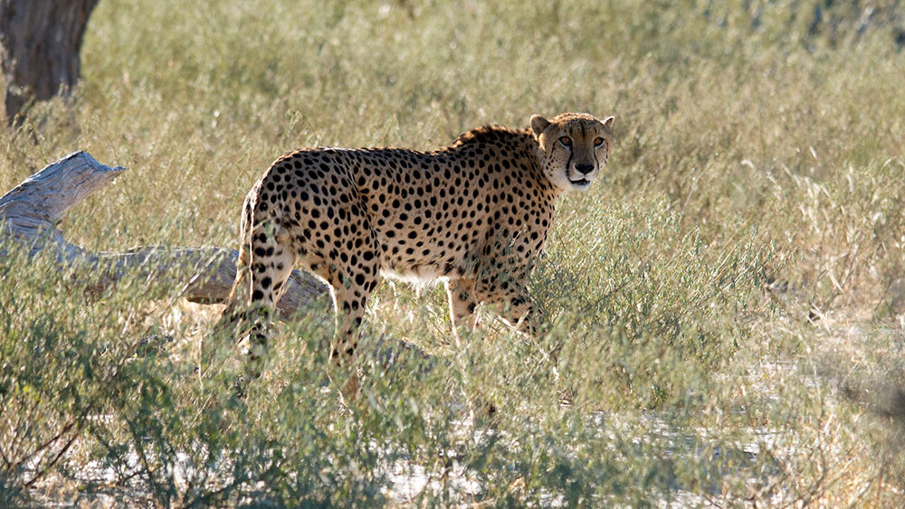 Cheetah