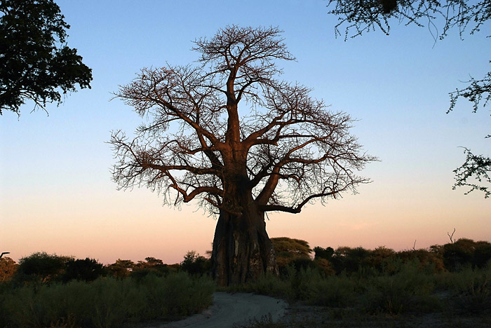 Baobab