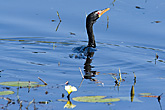 African Darter