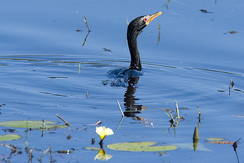 African Darter