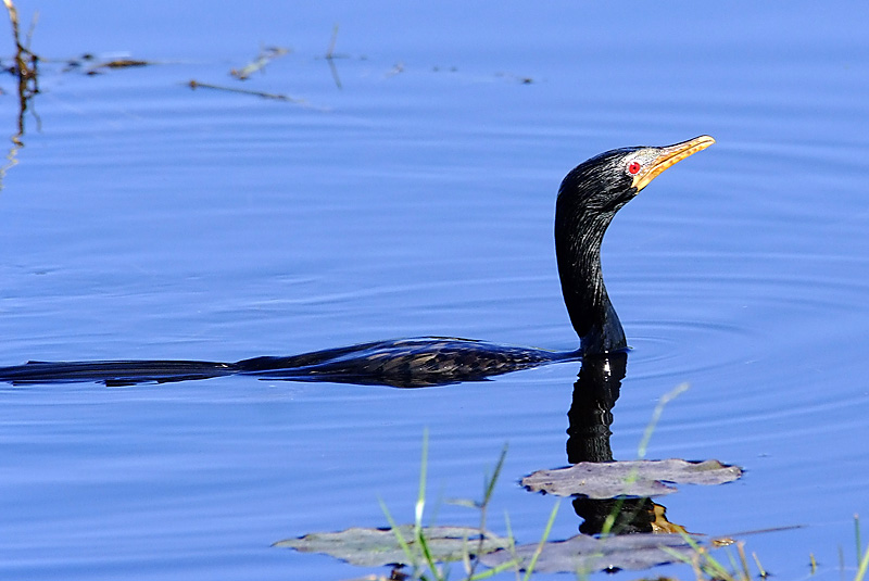 African Darter