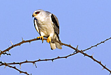 Black Shouldered Kite