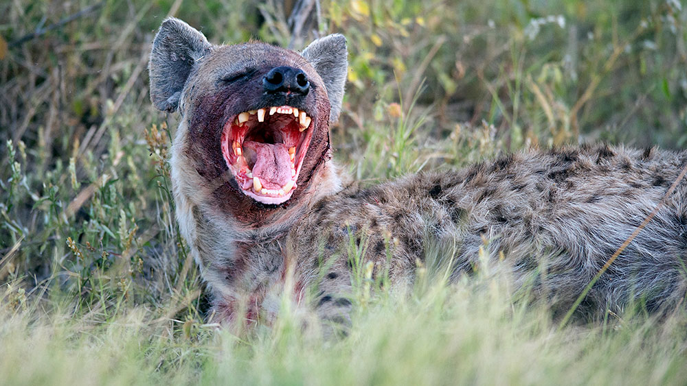 Hyena