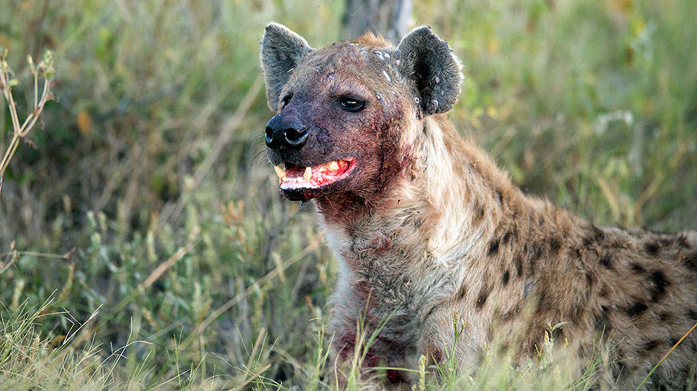 Hyena