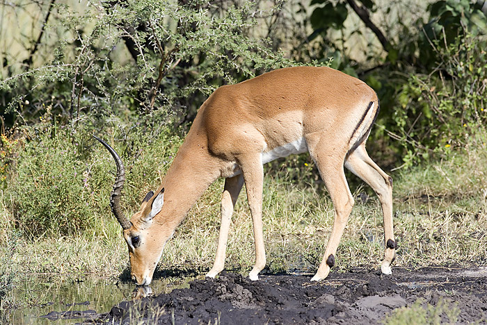 Impala