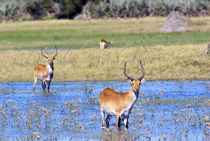 Red Letchwe