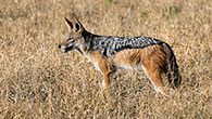 Black Backed Jackal