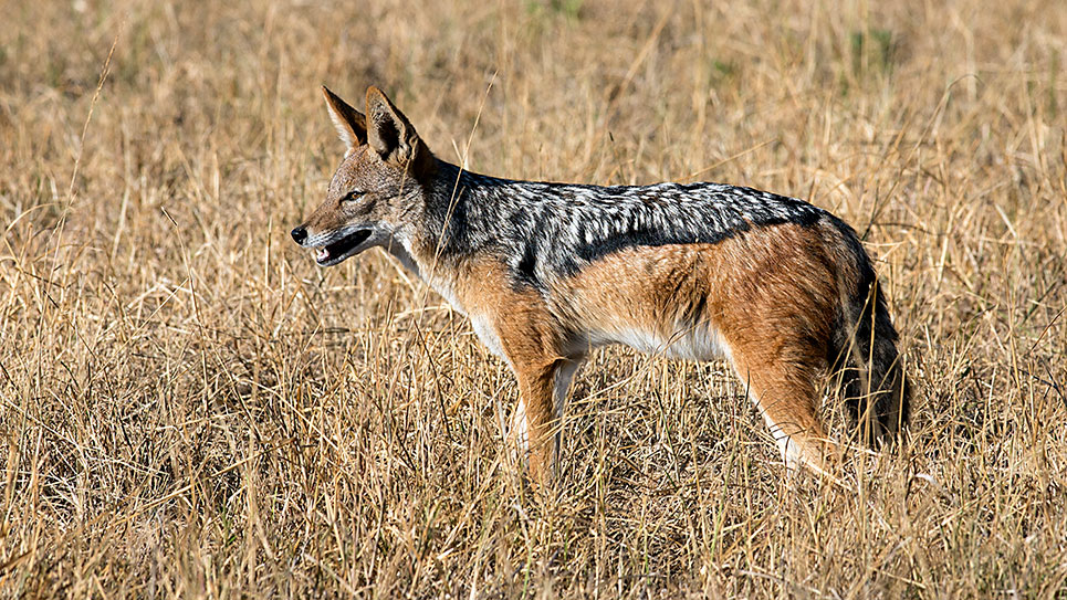 Black Backed ackal