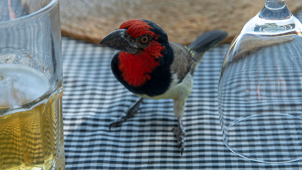 Black Collared Barbet