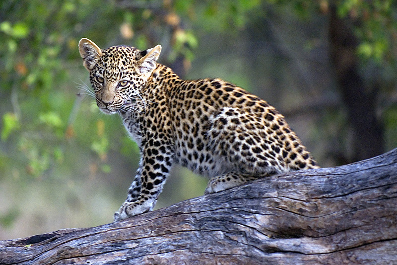 Leopard