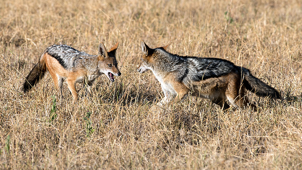 Black Backed Jackal