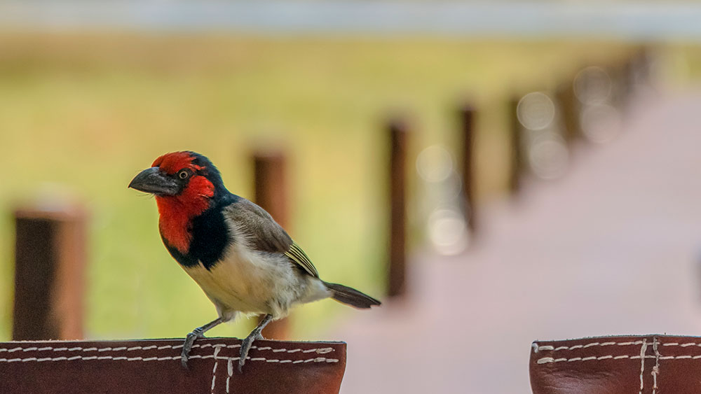 Black Collared Barbet