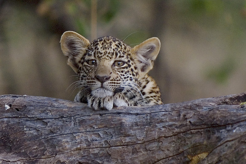 Leopard