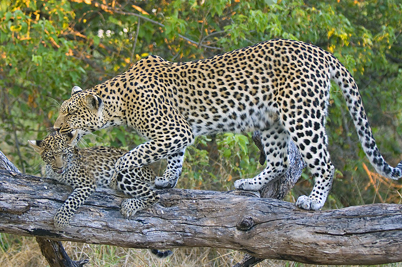 Leopard