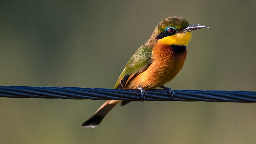 Little Bee Eater