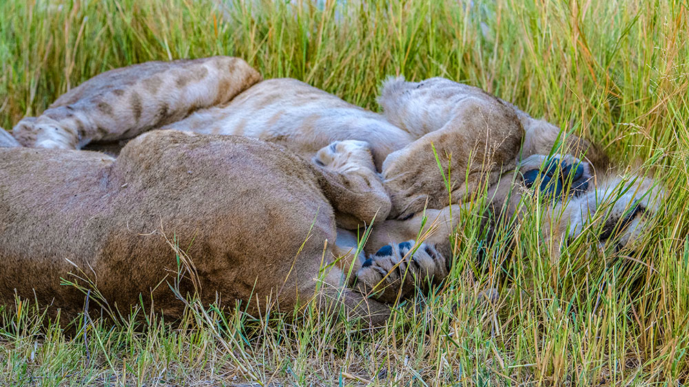 Lions