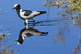 Blacksmith Plover