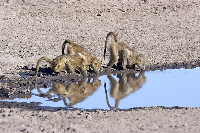 Baboon