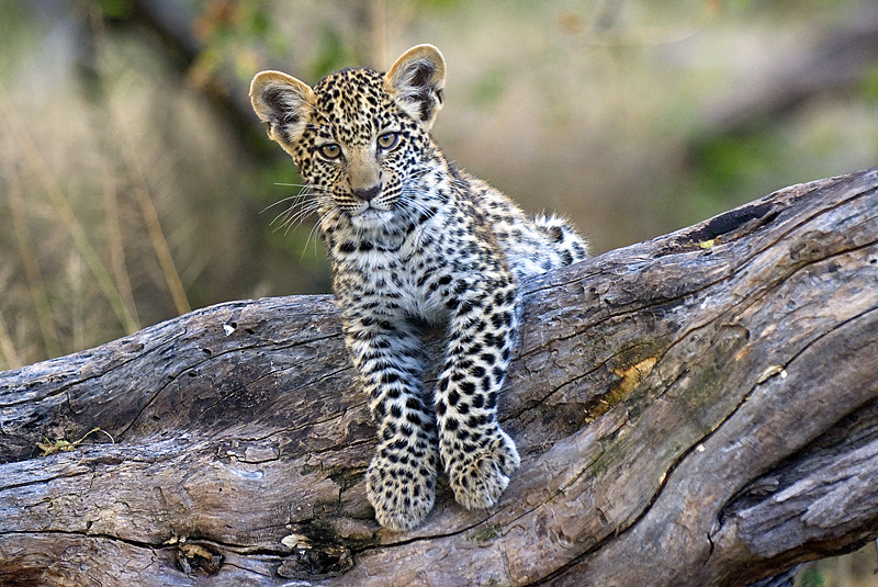 Leopard