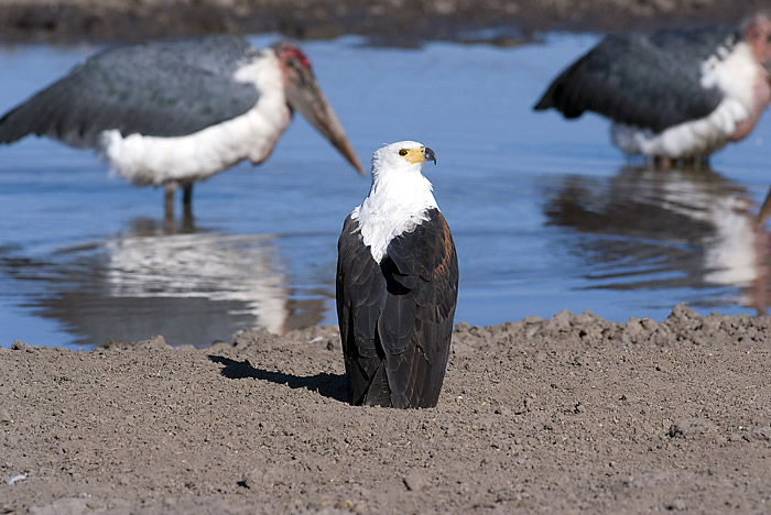 Fish Eagle