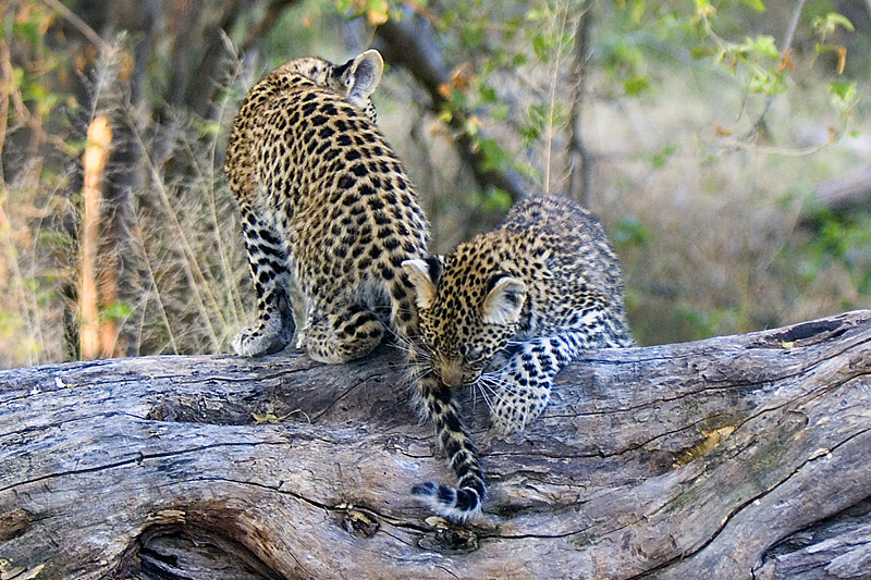 Leopards