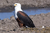 Fish Eagle