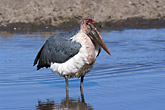 Marabou Stork