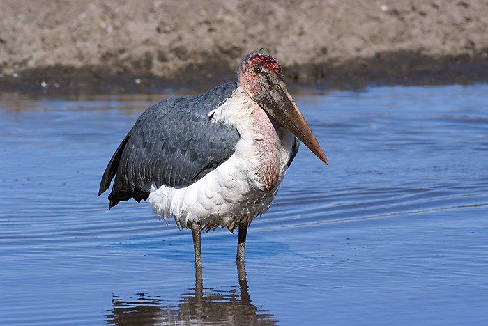 Marabou Stork