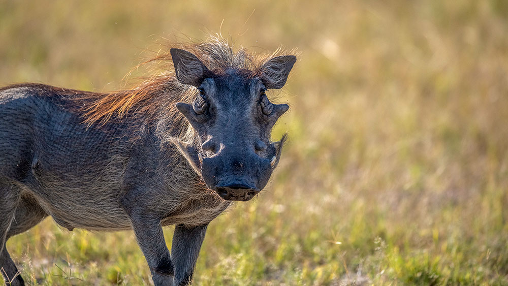 Warthog