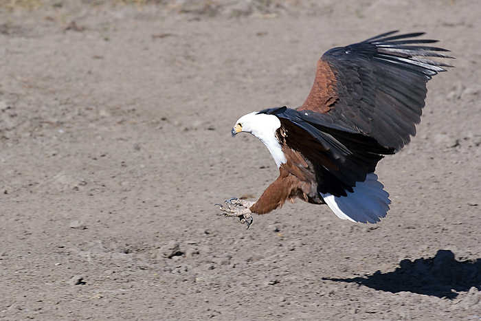 Fish Eagle