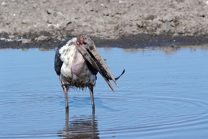 Marabou Stork