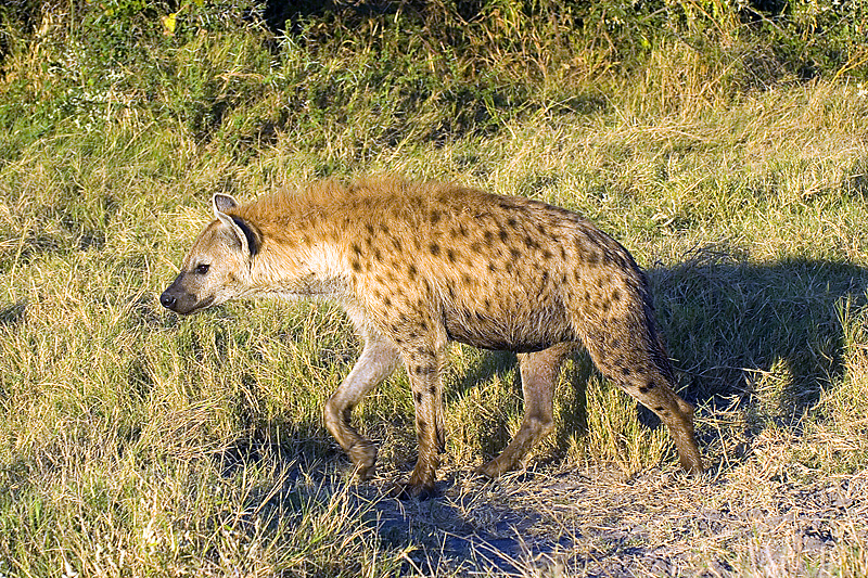 Hyena