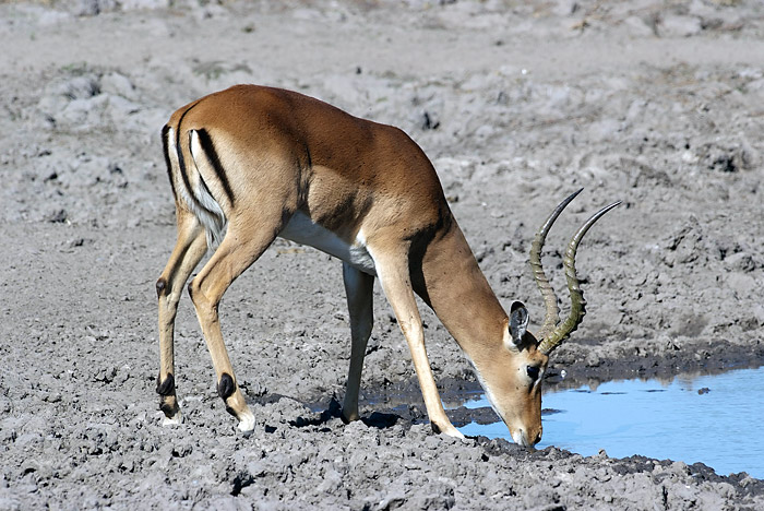 Impala