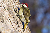 Bennetts Woodpecker