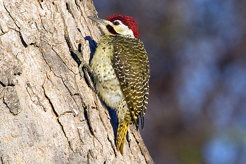 Bennetts Woodpecker