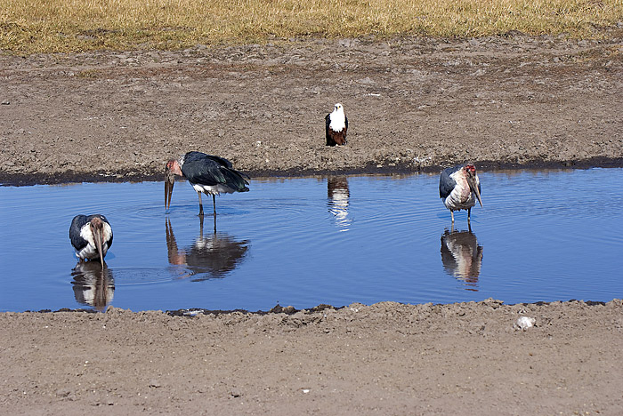 Fish Eagle and Maribou Storks