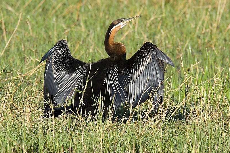 African Darter