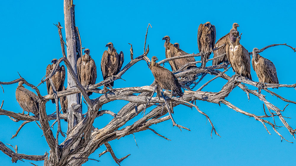 White Backed Vultures