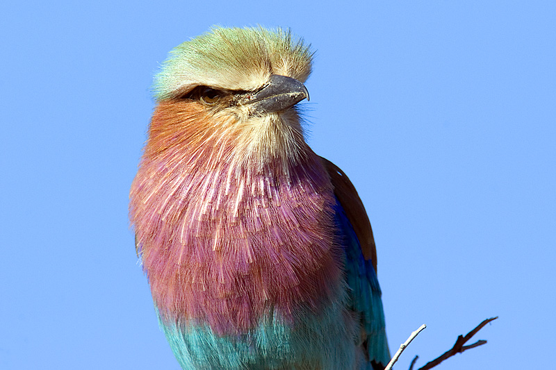 Lilac Breasted Roller