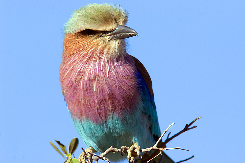 Lilac Breasted Roller