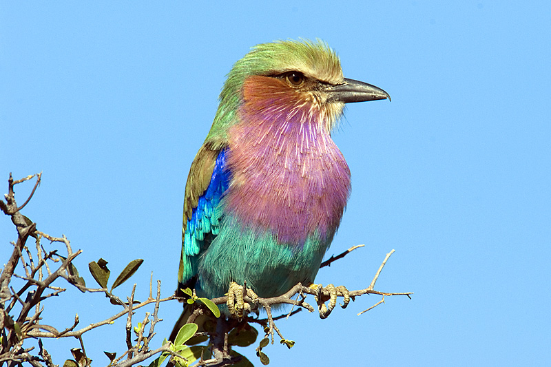 Lilac Breasted Roller