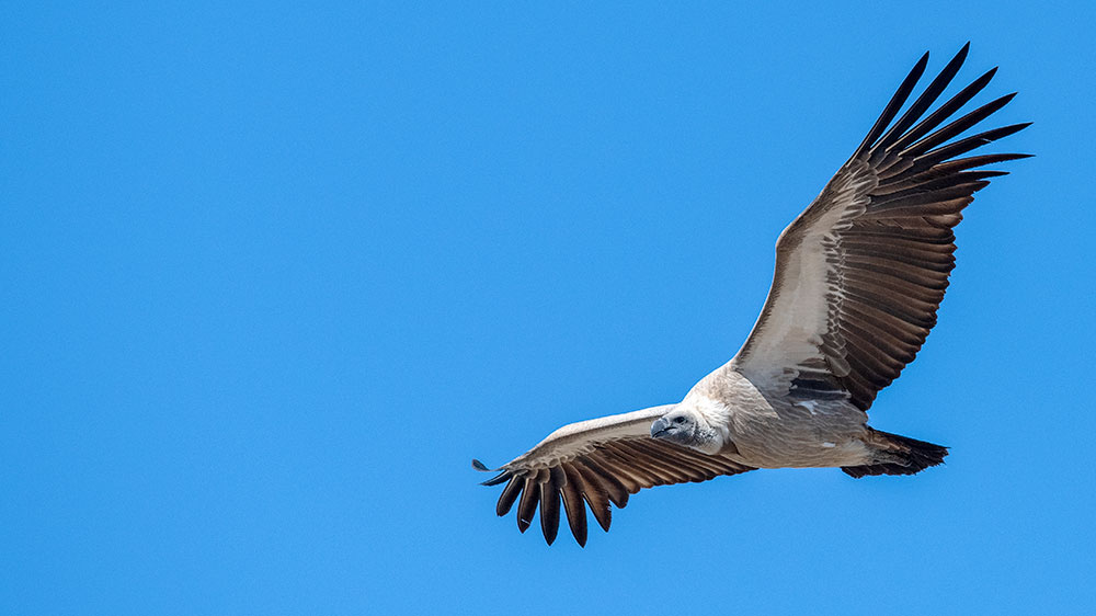 White Backed Vulture