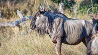 Wildebeest